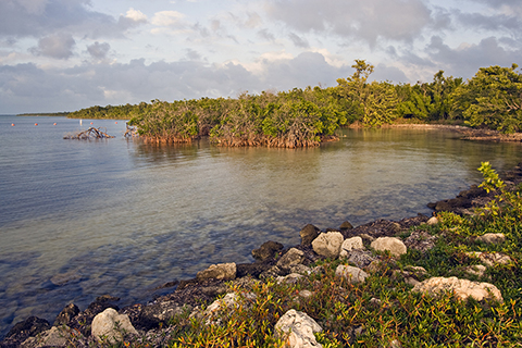 Biscayne Bay in the early sunrise or sunset with a golden glow in the mangroves. 