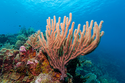 A red coral in a reef against the backdrop of a deep blue ocean.