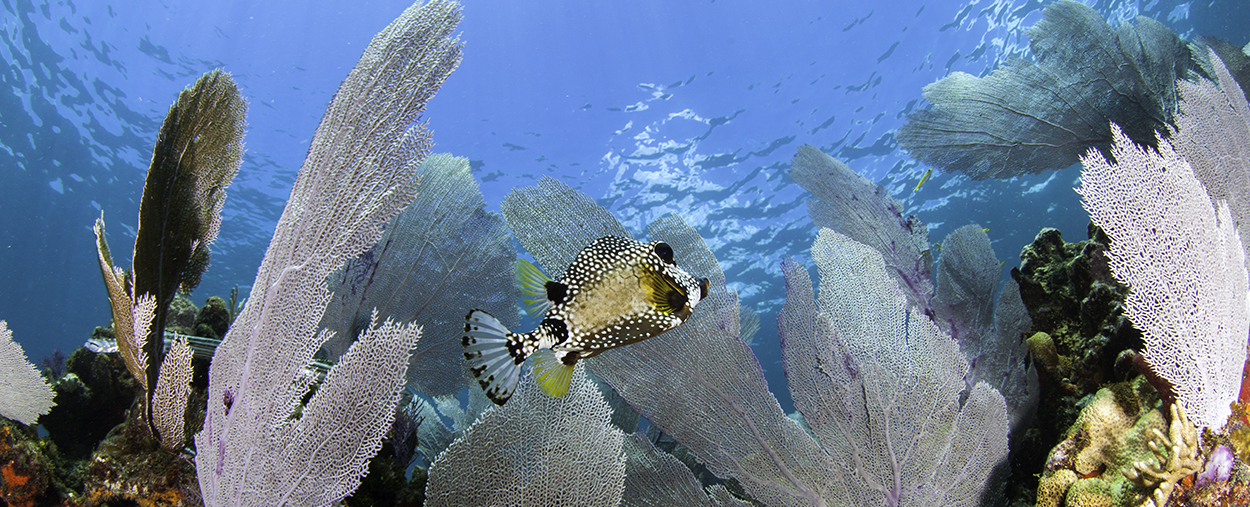 Home ecosystem science and policy university of miami