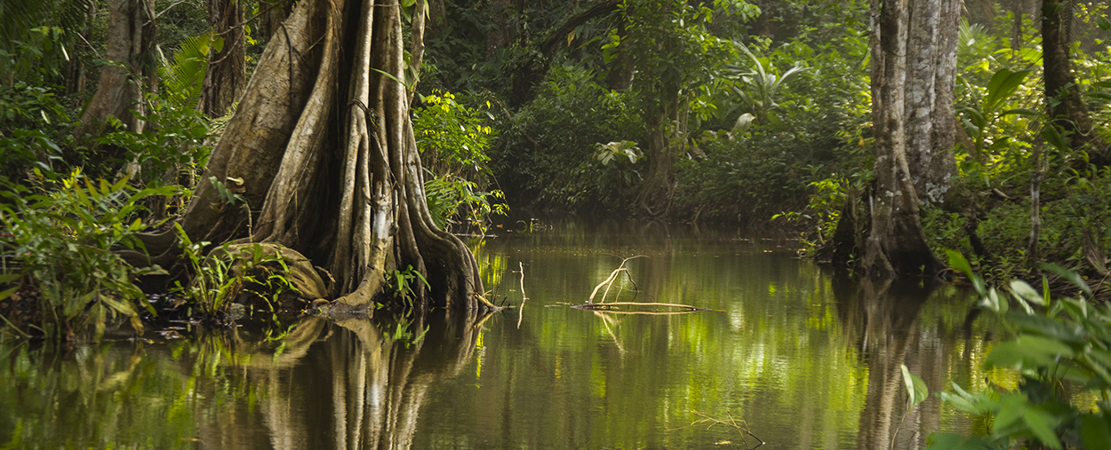 Home | Ecosystem Science and Policy | University of Miami