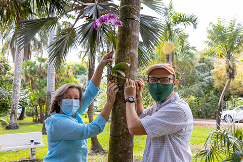 Two UM faculty stand next to each other, posing with an orchid they just planted in a tree.