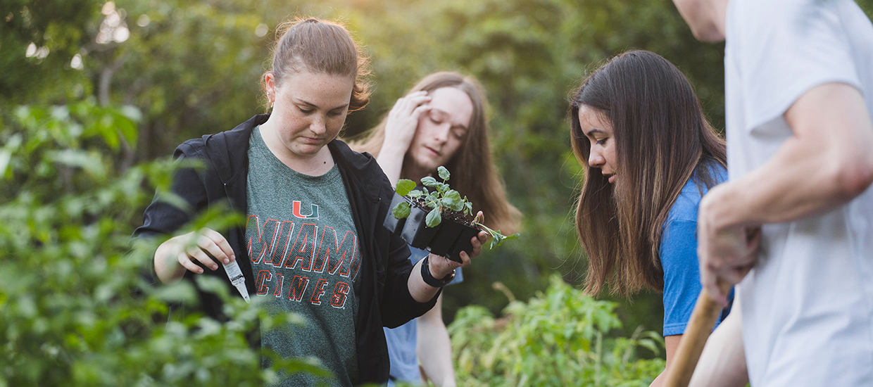 UM students gardening on campus. 